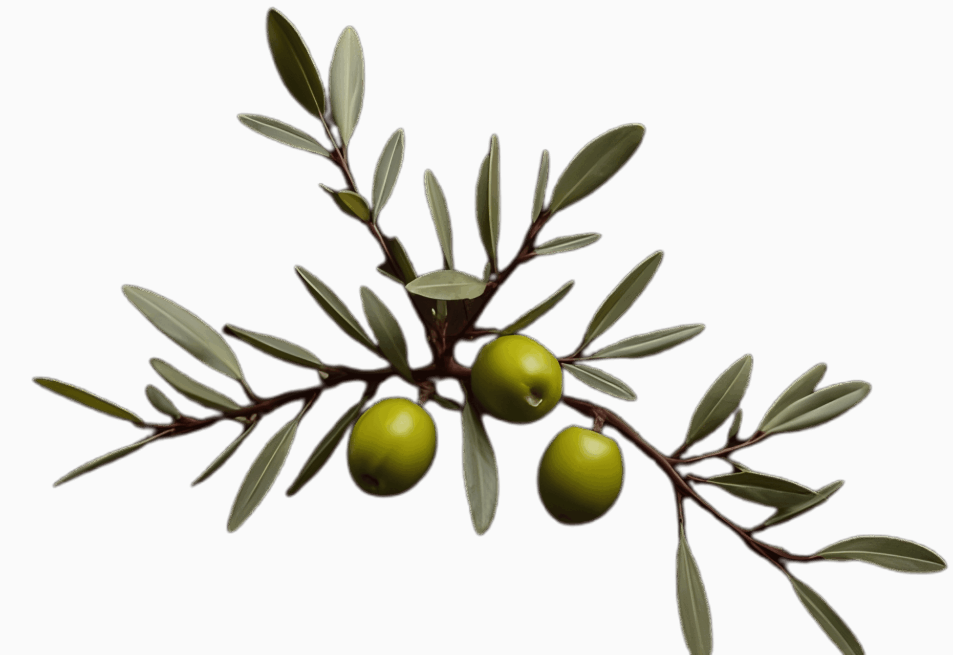 olivo3